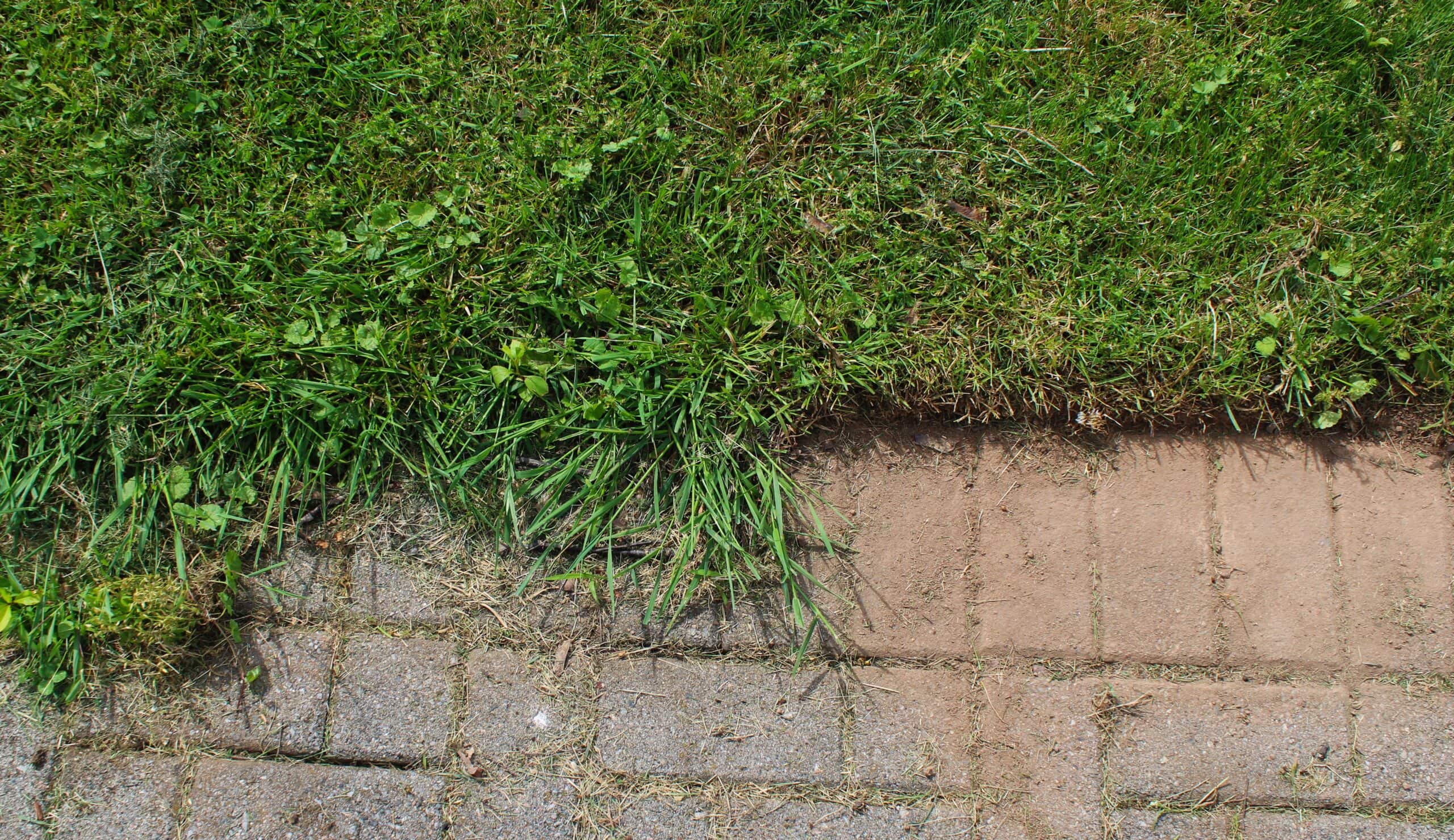 Grass growing over the edge of a stone or brick path, with some grass encroaching onto the walkway and patches of bare soil visible along the boundary—perfect for a NY home maintained by a skilled masonry contractor Long Island residents trust.