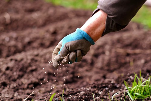 Senior Woman Applying Fertilizer Plant Food To Soil For Vegetable