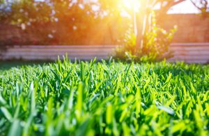 Close-up view of vibrant green grass in a sunlit garden, with sunlight shining through trees and plants in the blurred background. The image evokes a warm, bright, and natural outdoor atmosphere.