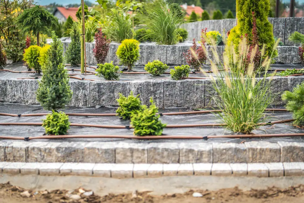 A terraced garden with stone retaining walls, black landscaping fabric, drip irrigation tubing, and a variety of small shrubs, grasses, and evergreen plants.